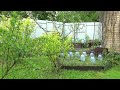 Дачный обзор / Мой огород. Правильные грядки для бахчи. Посадка тыквы и кабачков под бутыли