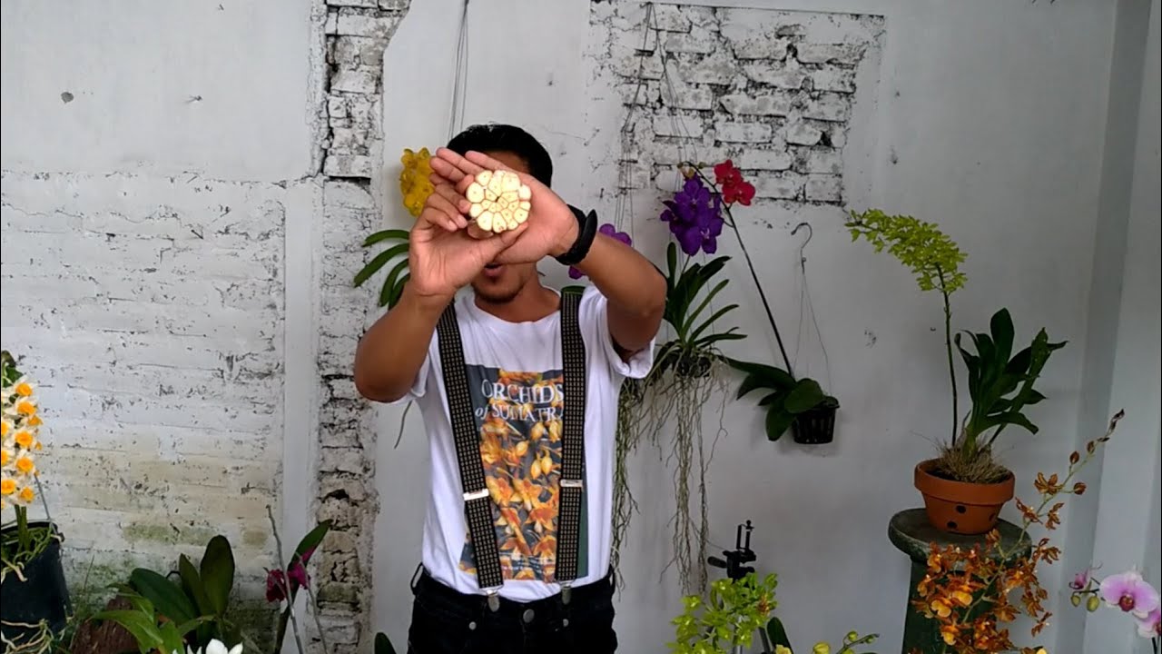 Anggrek busuk di musim hujan, Bawangin aja