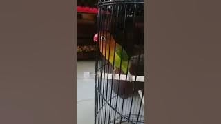masteran Lovebird ngekek 5 menit tanpa jeda
