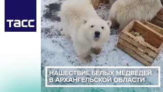 Нашествие белых медведей в Архангельской области Нашествие белых медведей в Архангельской области