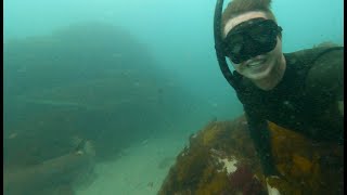 Free Diving with Grey Nurse Sharks!