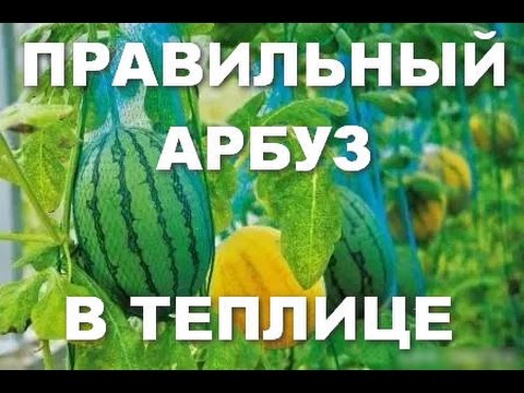 Выращивание арбузов в теплице: пособие для новичка