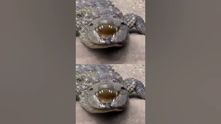 Nile Crocodiles - The Most DANGEROUS Animal on the Planet!