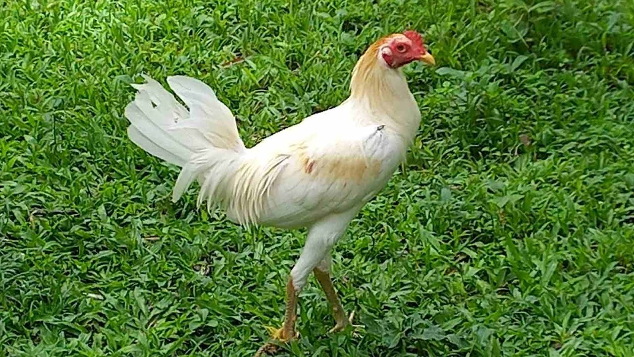 Farm visit tayo mga bagong nakatali sa manokan