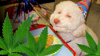Medicinal Cannabis For Pets?