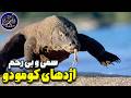 اژدهای کومودو غول ترسناک دنیای خزندگان با ویژگی های شگفت انگیز اژدهای کومودو غول ترسناک دنیای خزندگان با ویژگی های شگفت انگیز