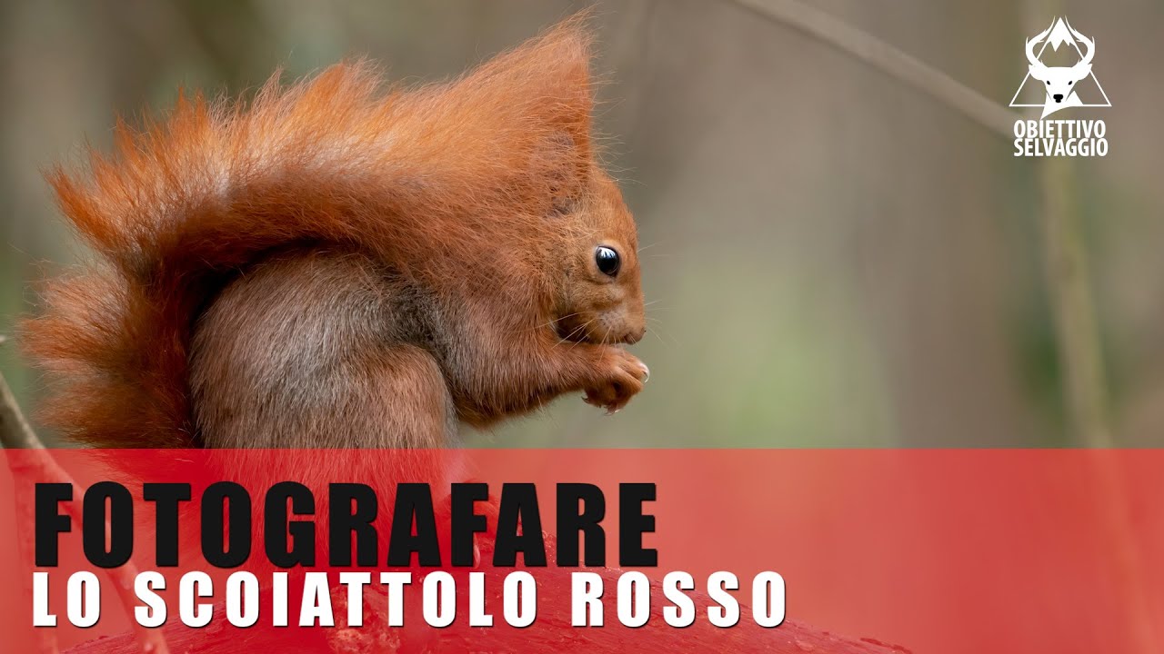 FOTOGRAFARE LO SCOIATTOLO ROSSO - Fotografia Naturalistica senza capanno fotografico