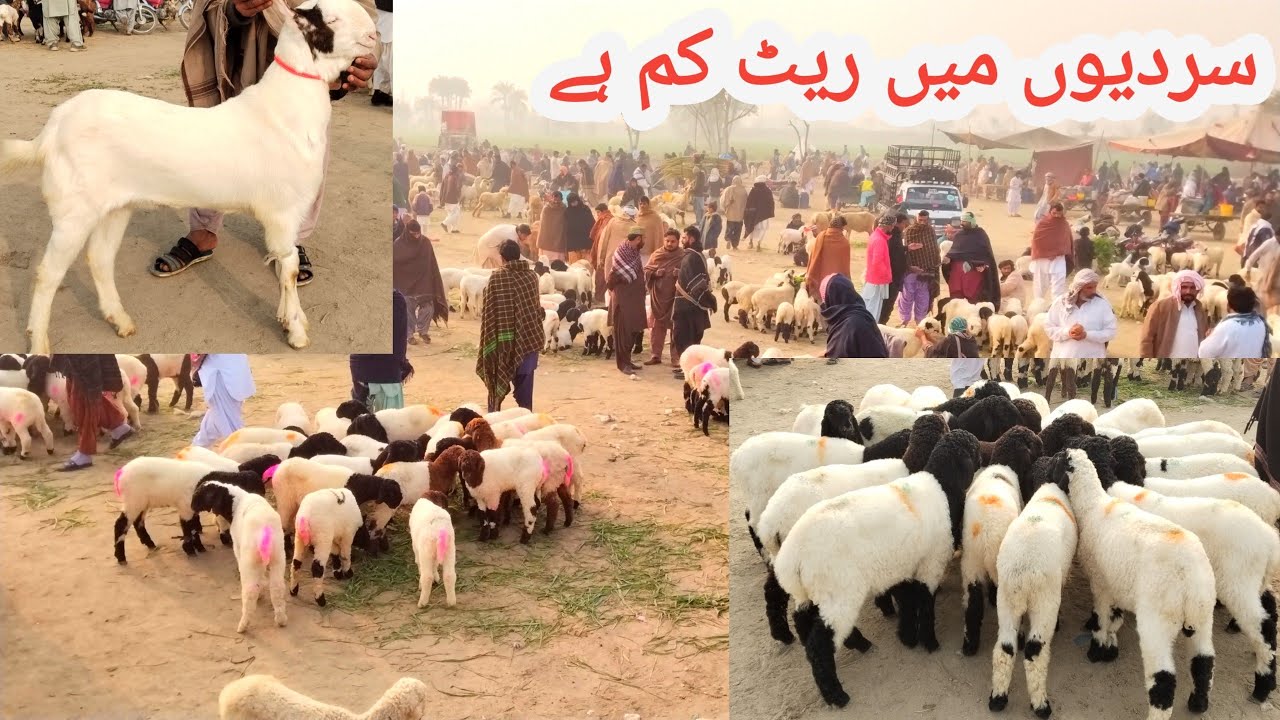 Mandi ki new update | Khan G Goat Farm | 03156703674 