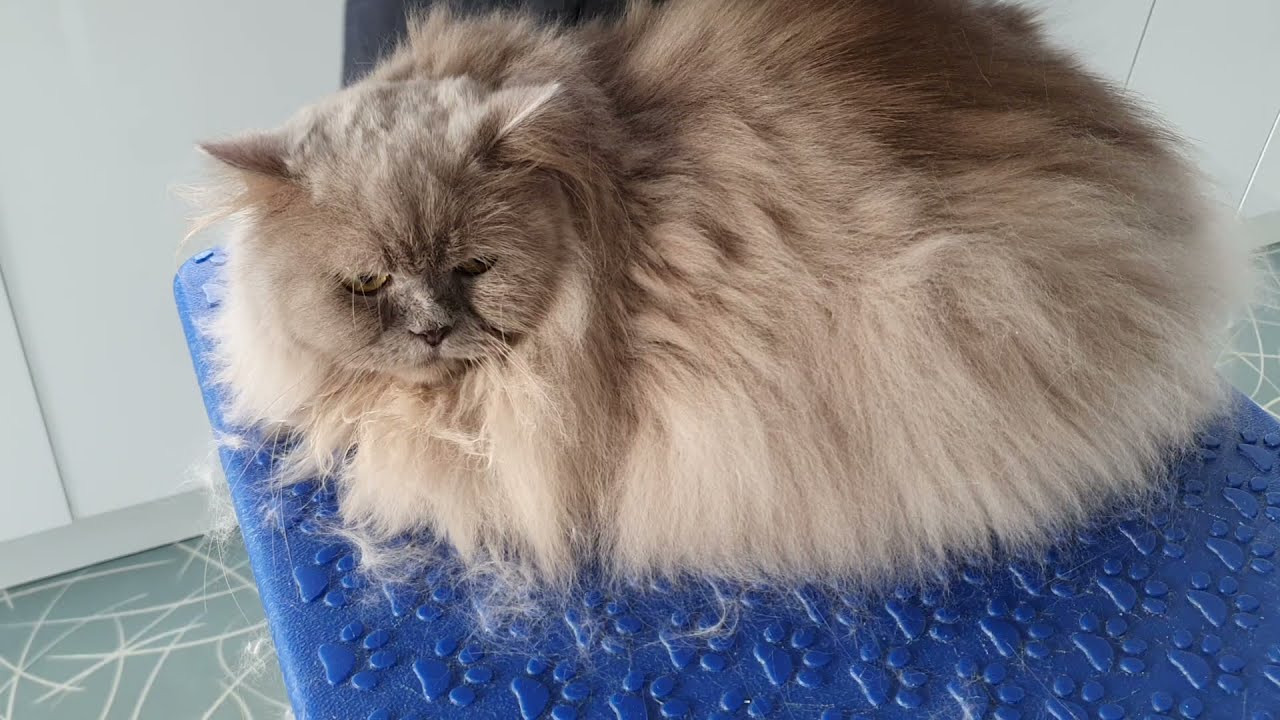 How to Groom a Long-Haired Cat Tips and Tricks for Keeping Your Furry Friend Looking Fabulous