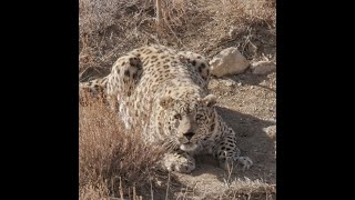 Eye to eye with the Iranian leopard