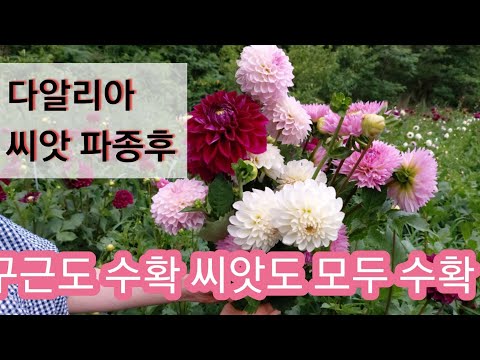 다알리아씨앗 파종 후 구근과 씨앗 (둘다수확)일석이조