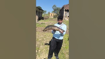 My first big snake head#fishing #snakeheadfishinginindia #zakkfishing #kaalfisher #snakehead #shorts