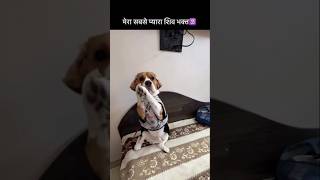 Shiv Bhakt❤️🌅#beagle#beaglepuppy#beagles#beagleworld#love#ai#dog#doglife#dogshorts#petlover#trending
