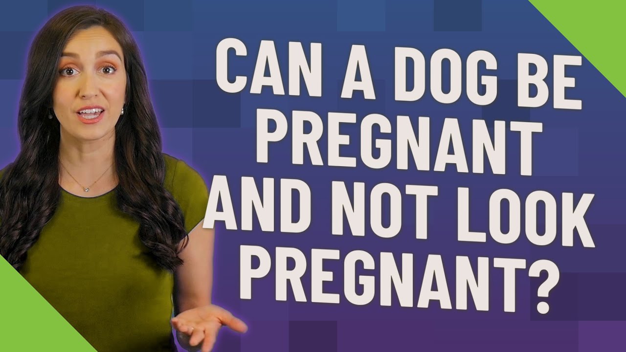 Can A Dog Be Pregnant And Not Look Pregnant YouTube can-a-dog-be-pregnant-and-not-look-pregnant-youtube