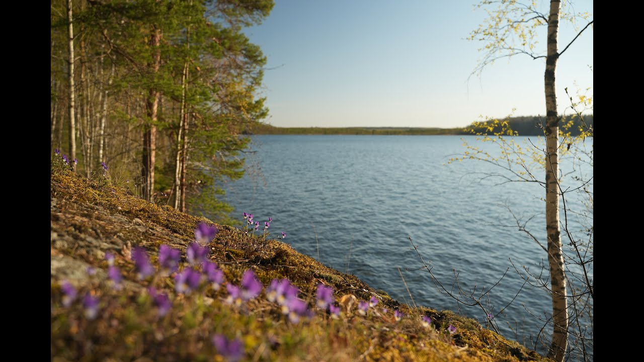 Озеры карелии. Озеро Урозеро. Урозеро Карелия. Урозеро Карелия пляж. Урозеро Петрозаводск.