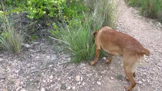 A hunt on the way to ‘Pinecone Allee’