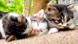 Cute Kitten Plays With Mother's Tail