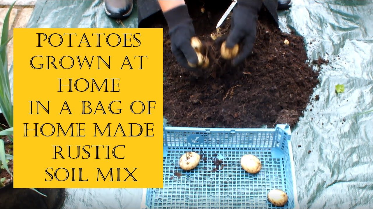 Quick Potato Reveal from a big bag of free draining rustic home made