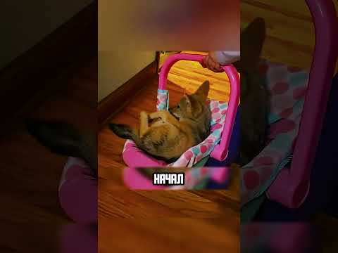 СОБАКА ПРИНЕСЛА В ЗУПАХ ЛИСИЦУ🦊