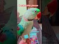 #birds yar aisa konsa video bnau🤔🤔🤔