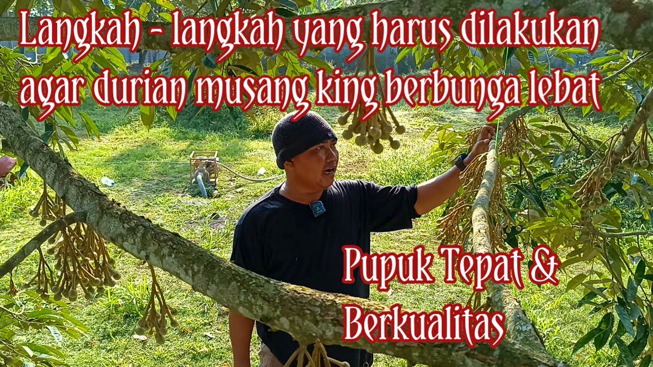 Langkah - Langkah yang harus dilakukan, agar pohon durian segera berbuah lebat