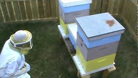 New hive split started