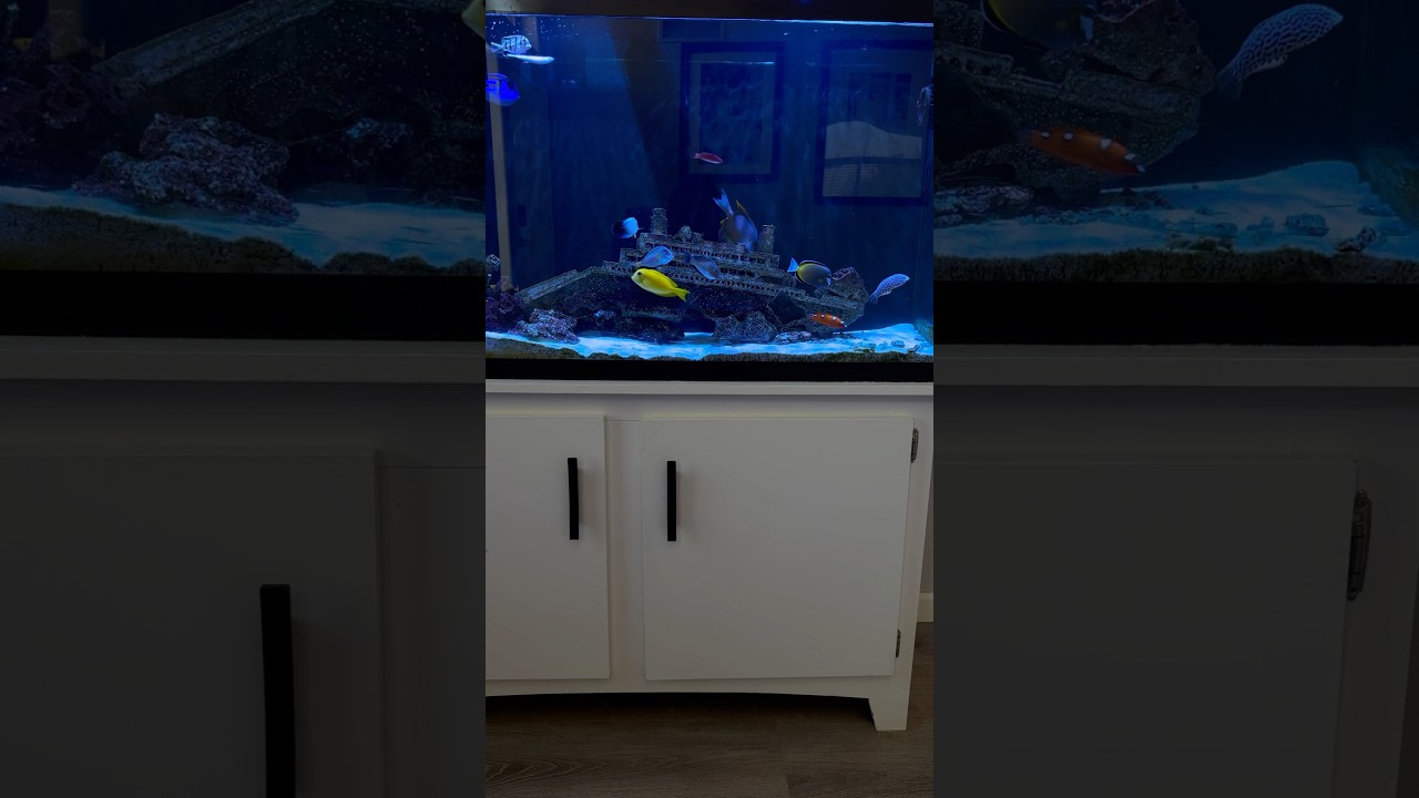 Insane tang and wrasse collection 