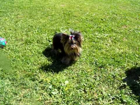 from Kareem tea cup yorkie adult black teacher rough fuck