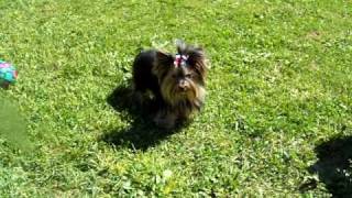 Teacup Yorkie adult 3 lbs. We have Yorkies For Sale