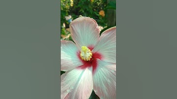 Thumbnail of #song #music #newsong #love #dance #flowers #hibiscuslove #musicgenre #nature #hibiscs