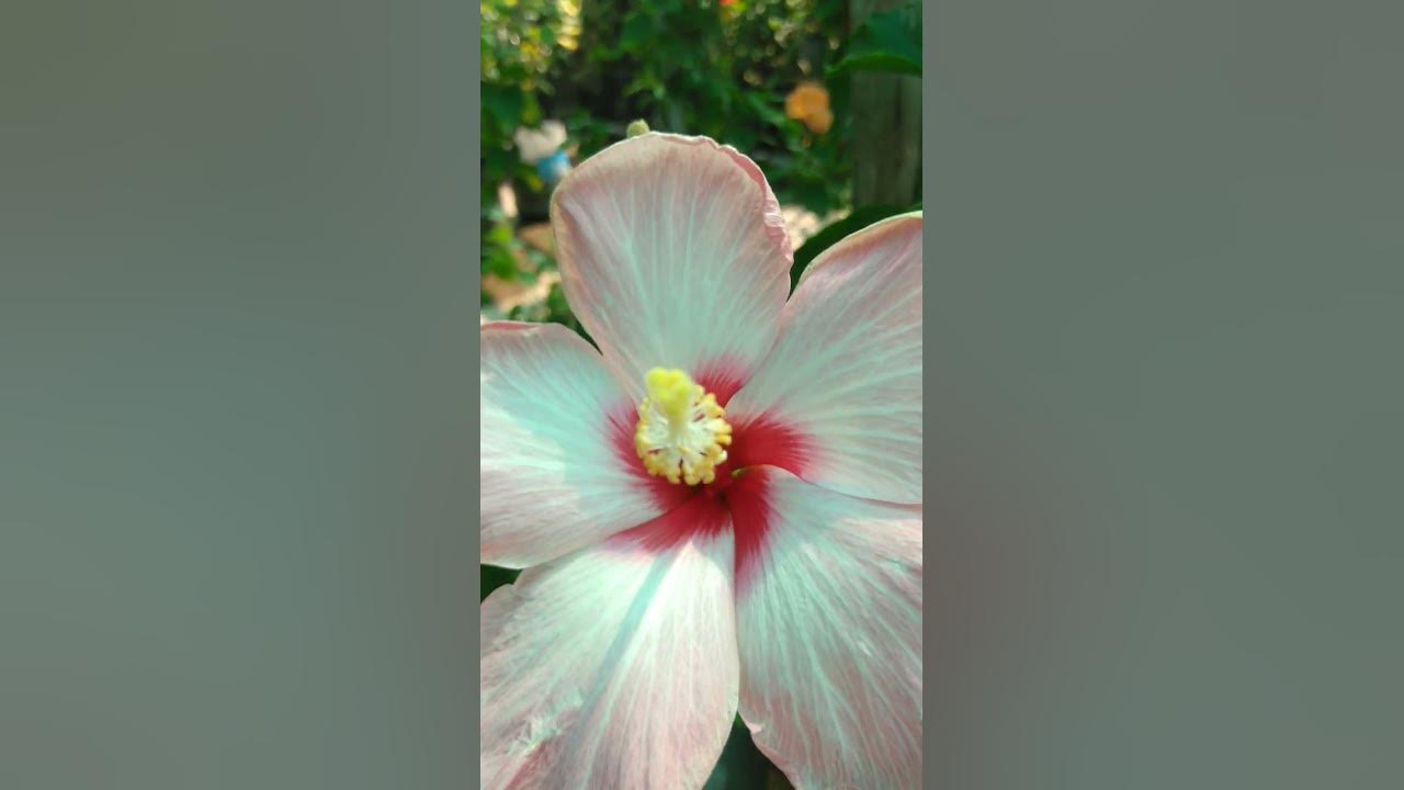 #song #music #newsong #love #dance #flowers #hibiscuslove #musicgenre #nature #hibiscs