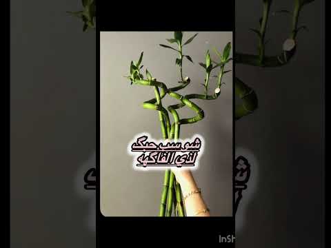 تؤبرني نيزوكتي انمي تيزوكو تانجورو زينيستو اينوسكي اكسبلور ديمون سلاير ميتسوري