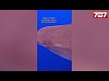  une plongeuse rvle la crature marine que les gens devraient craindre le plus pas les requins