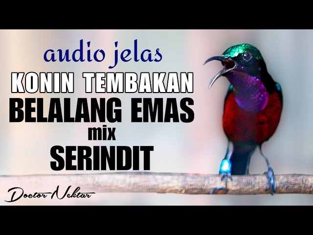 KONIN GACOR FULL ISIAN TEMBAKAN BELALANG EMAS MIX SERINDIT DENGAN AUDIO JELAS COCOK BUAT MASTERAN class=