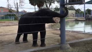 Smart Elephant Getting Its Food From A Feeder at Houston Zoo