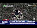 熊熊遇見你! 「葛雅萬」變胖現蹤雪霸油婆蘭｜TVBS新聞 @TVBSNEWS01