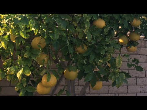 Video: Cum Crește Grapefruitul