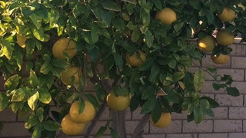 How to Grow Grapefruit in Your Own Backyard!