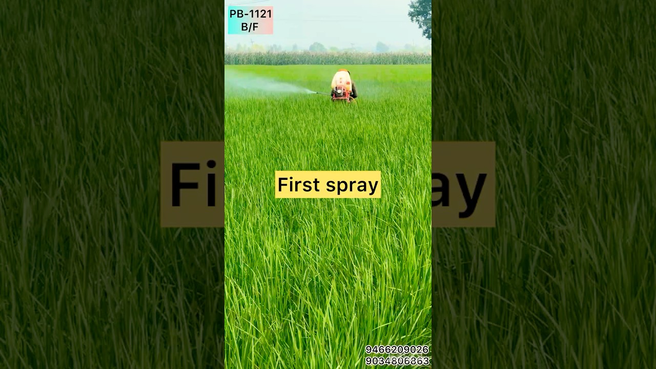 Pusa Basmati 1121 Breeder to Foundation seeds production 