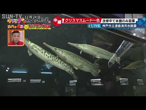 スマスイはクリスマスムード一色