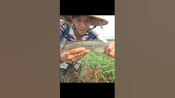 Thăm Lờ Dính Cá Trê Lai Ruộng Mùa Nước Nổi #shorts #thămlờcá #bắtcátrêlai