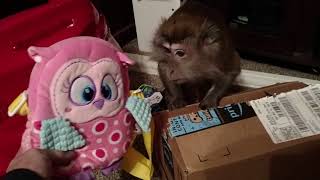Monkey Goes Ape When Mail Is For Her