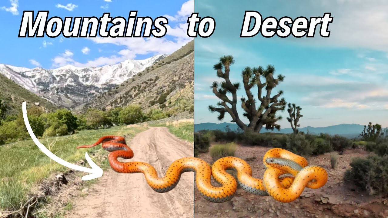 Traveling Across Utah in Search of it's Rarest Snake - YouTube