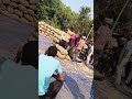 Mandi #trending #paddyseeds #odisha #shorts