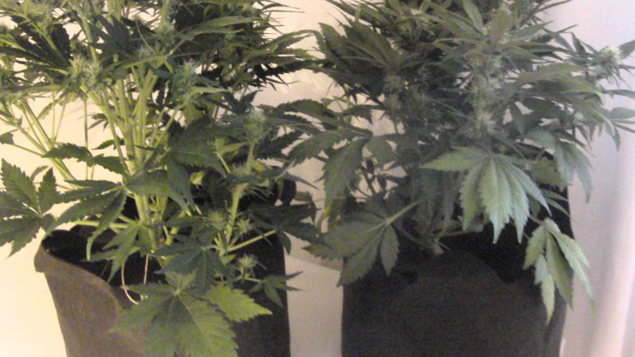 Dutch Passion Autoblueberry 7 weeks in. SmartPots. 400hps.