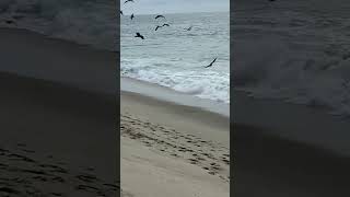 Baby Shark Stranded by the Beach