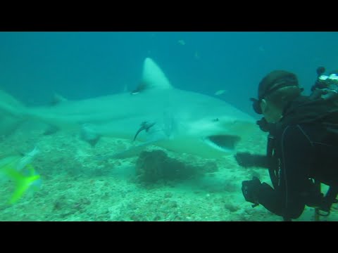 Vídeo: Com S’espanten Els Taurons