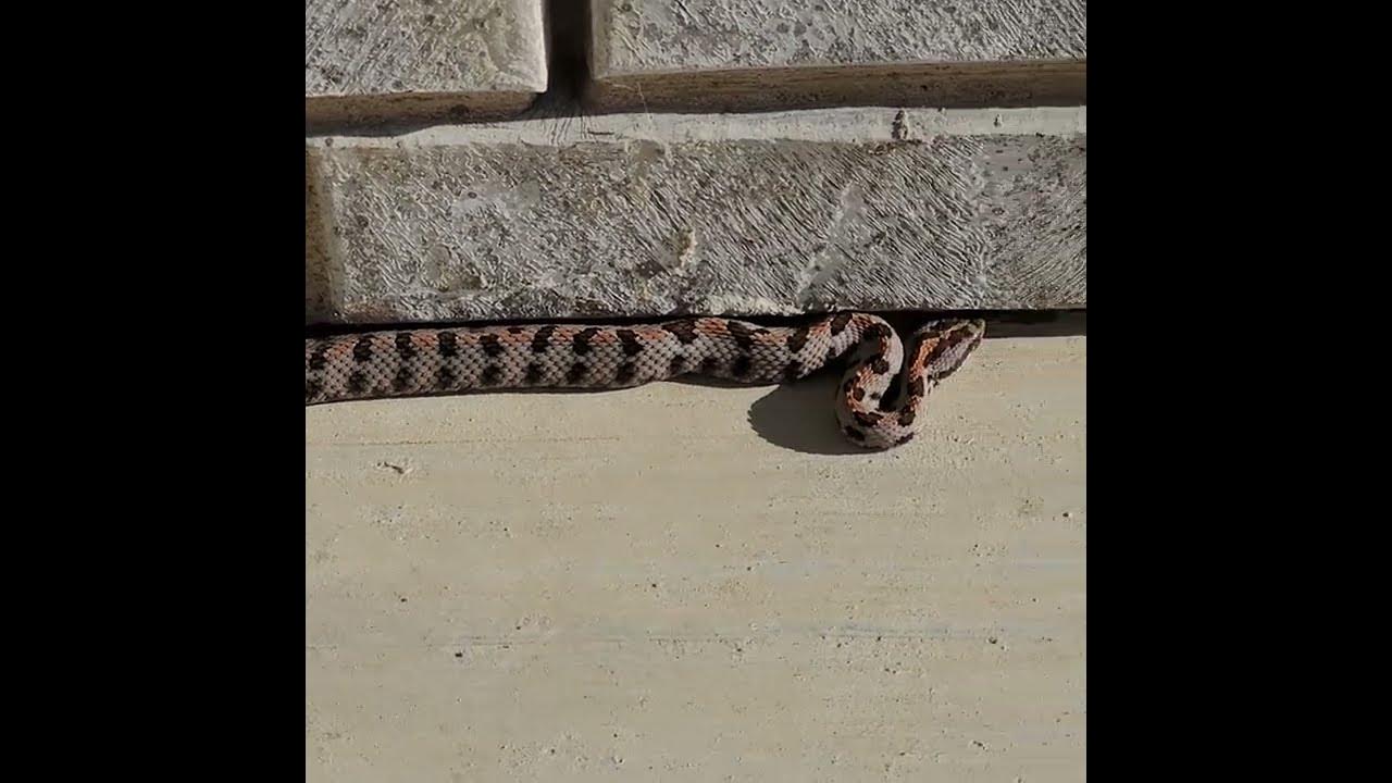 Pigmy Rattlesnake sunning on porch. Broken Arrow, OK 92822 YouTube