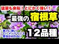 ◆猛暑を余裕で乗り切る【最強宿根草】全12品種を紹介します！