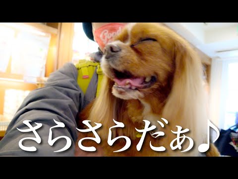 トリミング後にお迎えに来たママを見つけて興奮が止まらない愛犬がカワイイw【キャバリア】